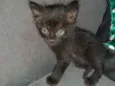 Pretinha