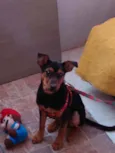 Mel