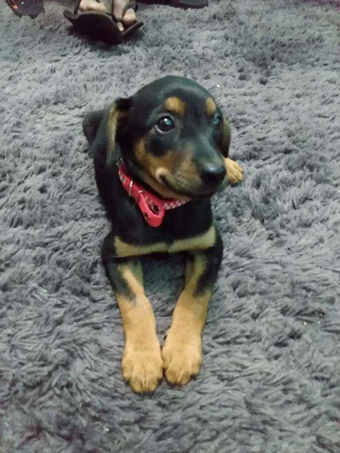 Cachorro ra a Indefinida idade 7 a 11 meses nome Mel