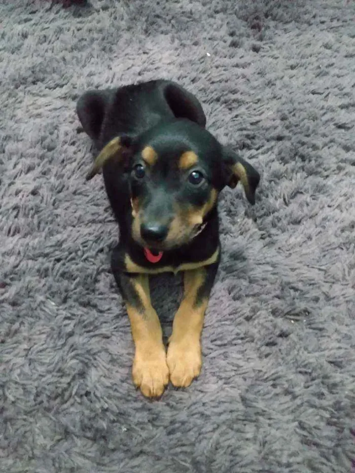 Cachorro ra a Indefinida idade 7 a 11 meses nome Mel