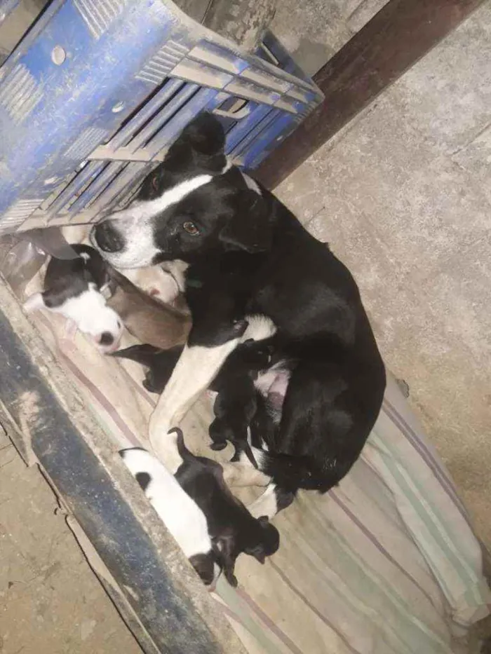 Cachorro raça Srd idade 2 anos nome Bile