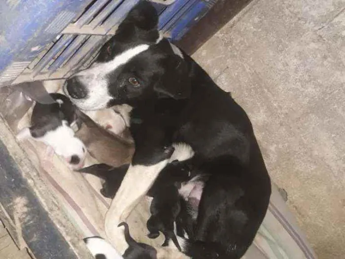 Cachorro raça Srd idade 2 anos nome Bile