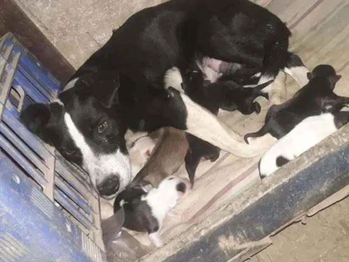 Cachorro raça Srd idade 2 anos nome Bile