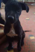 Bruninho