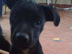 Cachorro raça SRD idade 2 a 6 meses nome Bruninho