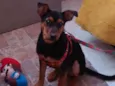 Mel
