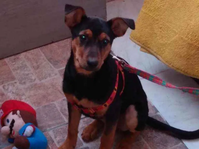Cachorro ra a Indefinida idade 7 a 11 meses nome Mel