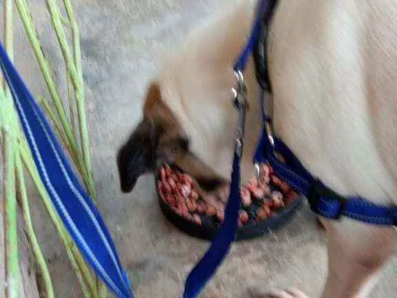 Cachorro ra a Mestiço  (vira lata com pitbul idade 1 ano nome Layon