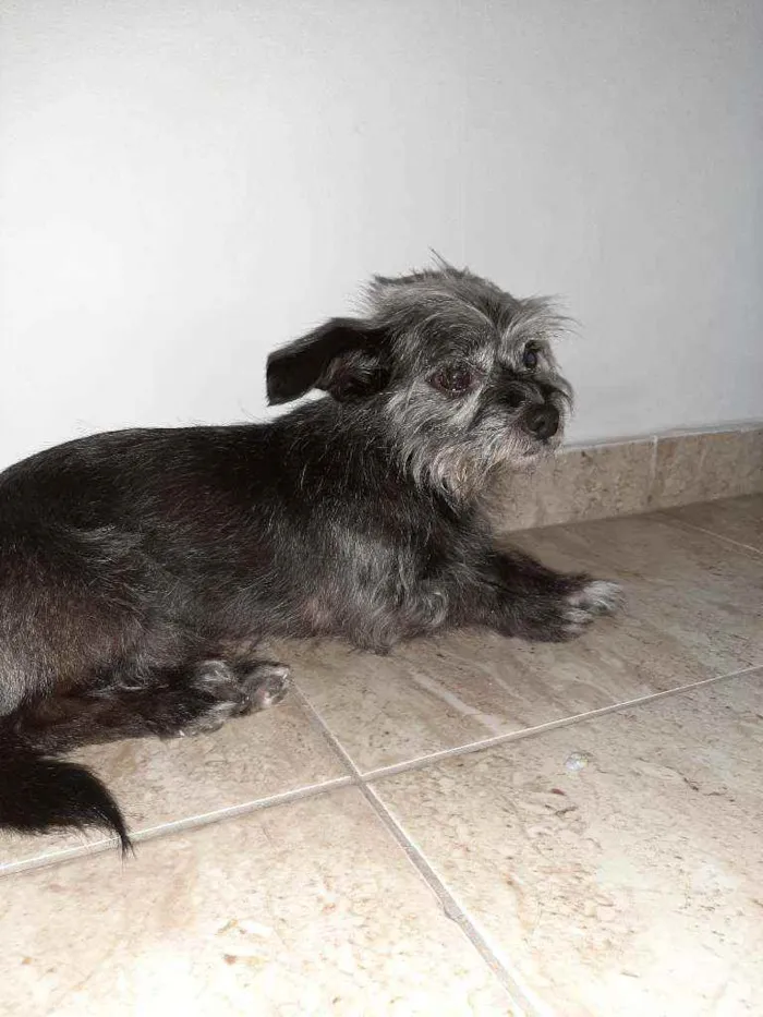 Cachorro ra a Mistura de York com pichi  idade 6 ou mais anos nome VALENTE