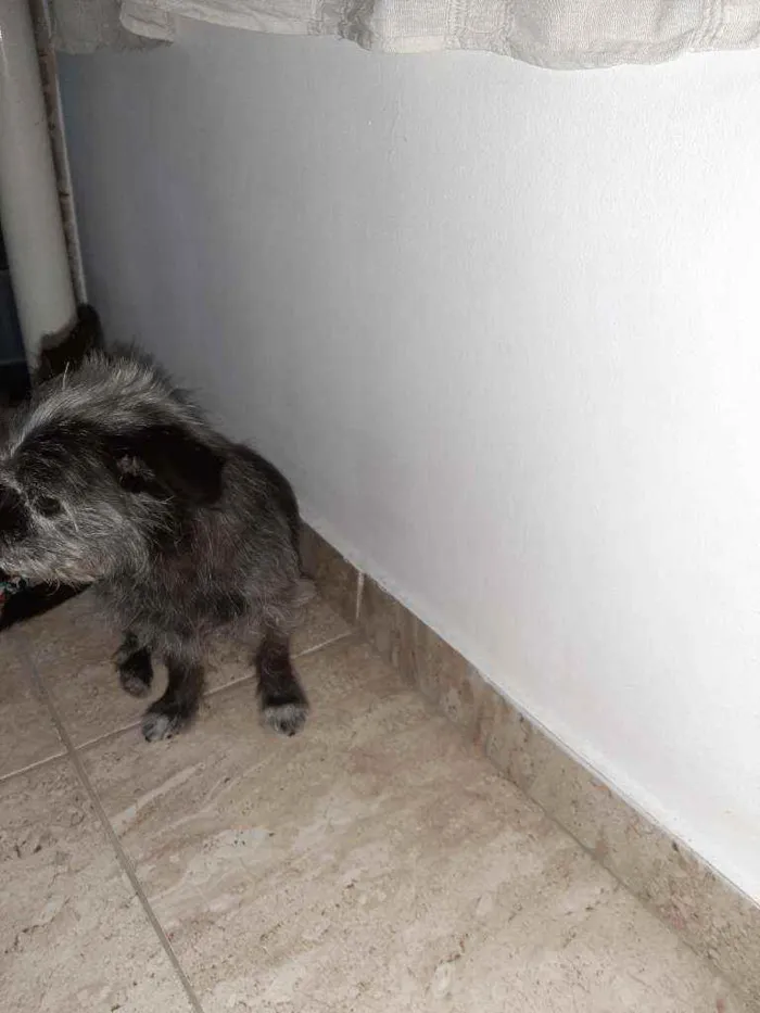 Cachorro ra a Mistura de York com pichi  idade 6 ou mais anos nome VALENTE