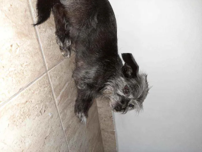 Cachorro ra a Mistura de York com pichi  idade 6 ou mais anos nome VALENTE
