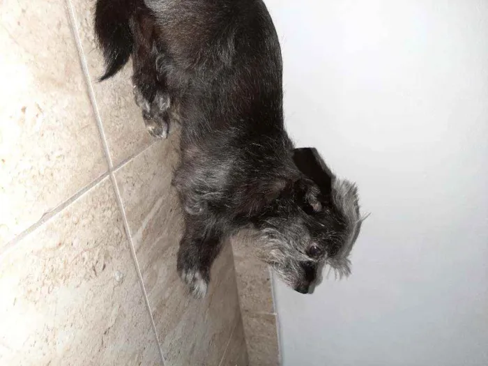 Cachorro ra a Mistura de York com pichi  idade 6 ou mais anos nome VALENTE