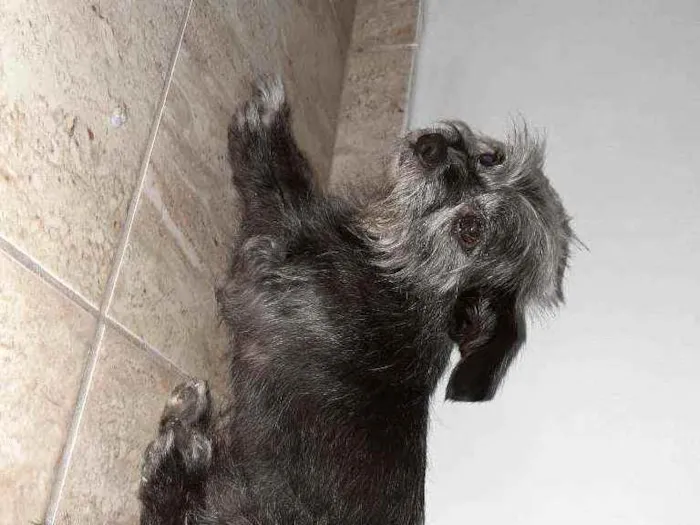 Cachorro ra a Mistura de York com pichi  idade 6 ou mais anos nome VALENTE