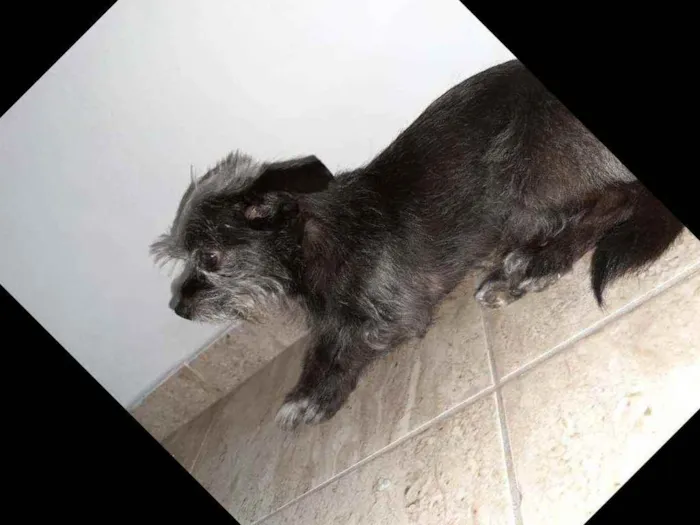Cachorro ra a Mistura de York com pichi  idade 6 ou mais anos nome VALENTE