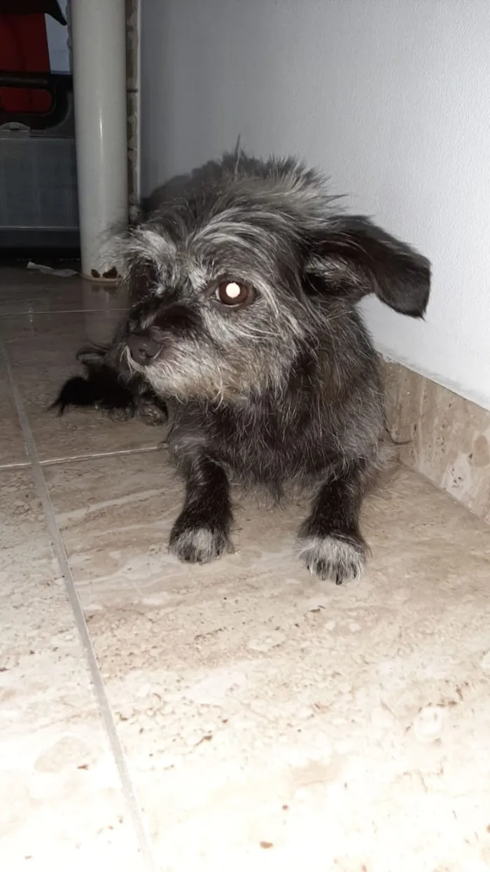 Cachorro ra a Mistura de York com pichi  idade 6 ou mais anos nome VALENTE