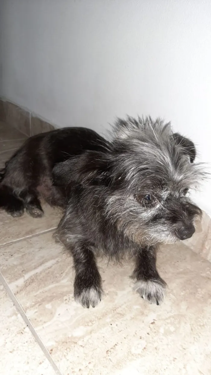 Cachorro ra a Mistura de York com pichi  idade 6 ou mais anos nome VALENTE