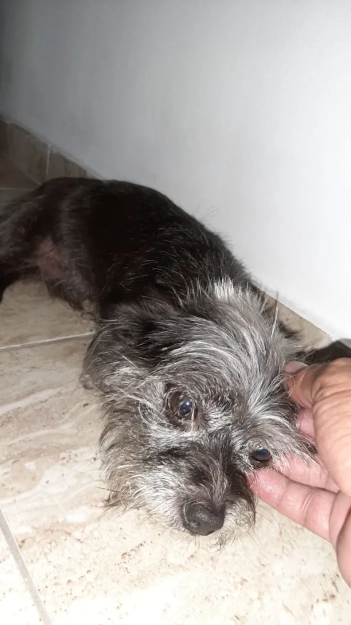 Cachorro ra a Mistura de York com pichi  idade 6 ou mais anos nome VALENTE