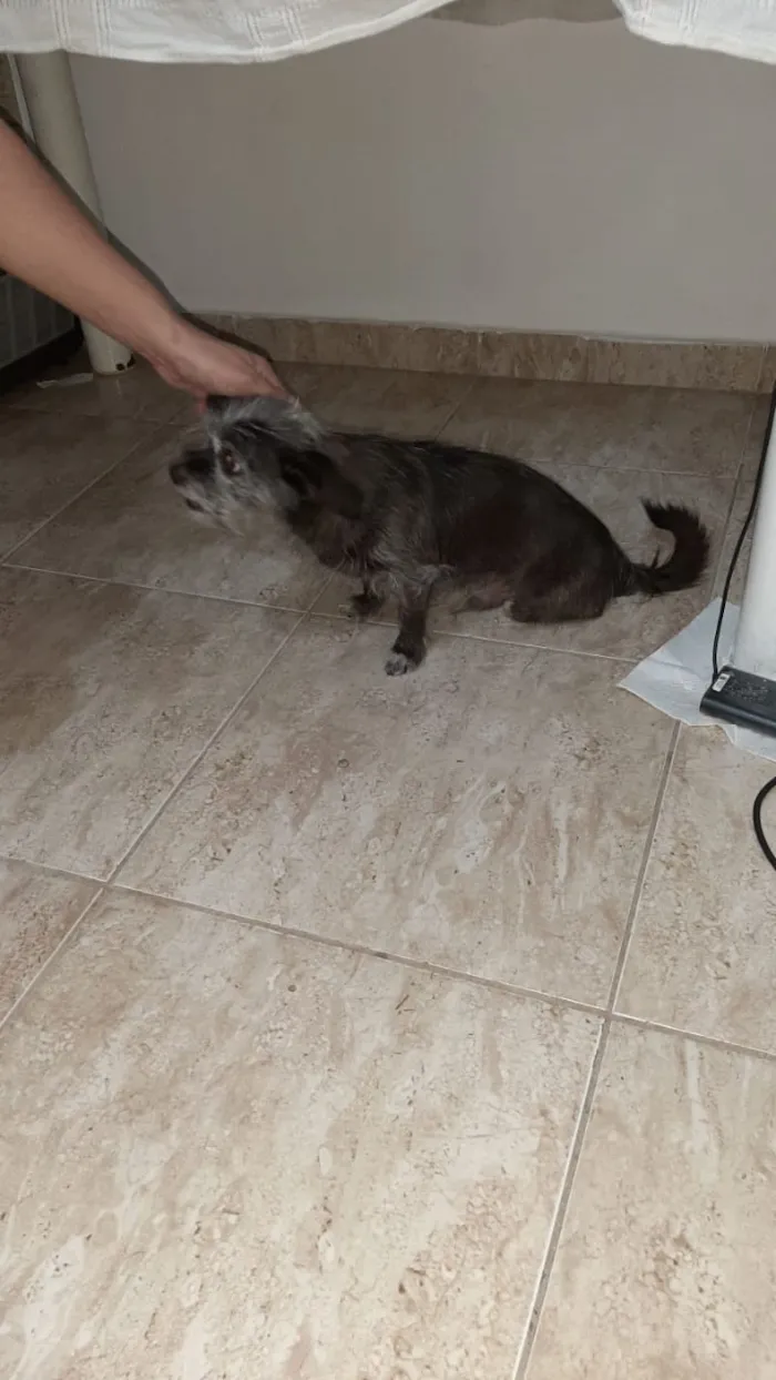 Cachorro ra a Mistura de York com pichi  idade 6 ou mais anos nome VALENTE