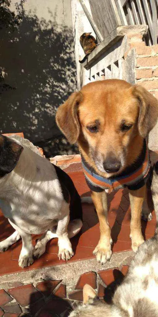 Cachorro ra a Srd  idade 2 anos nome Amarela