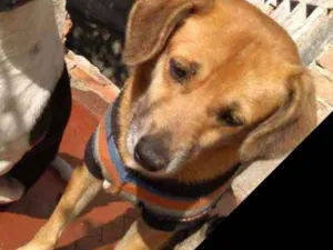 Cachorro raça Srd  idade 2 anos nome Amarela