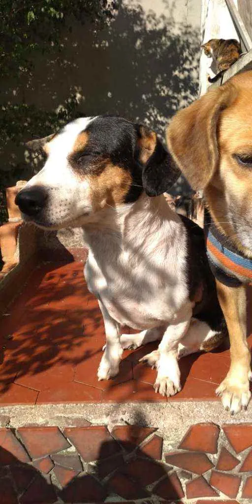 Cachorro ra a Mix beagle idade 2 anos nome Ainda não tem