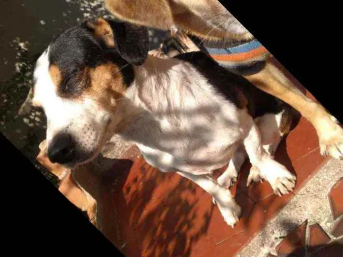 Cachorro ra a Mix beagle idade 2 anos nome Ainda não tem