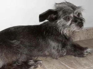 Cachorro raça Mistura de York com pichi  idade 6 ou mais anos nome VALENTE