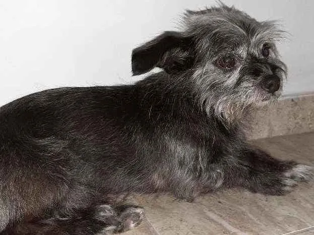 Cachorro ra a Mistura de York com pichi  idade 6 ou mais anos nome VALENTE