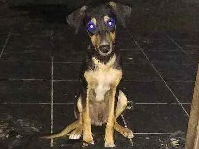 Cachorro ra a Vira lata idade 7 a 11 meses nome Pingo