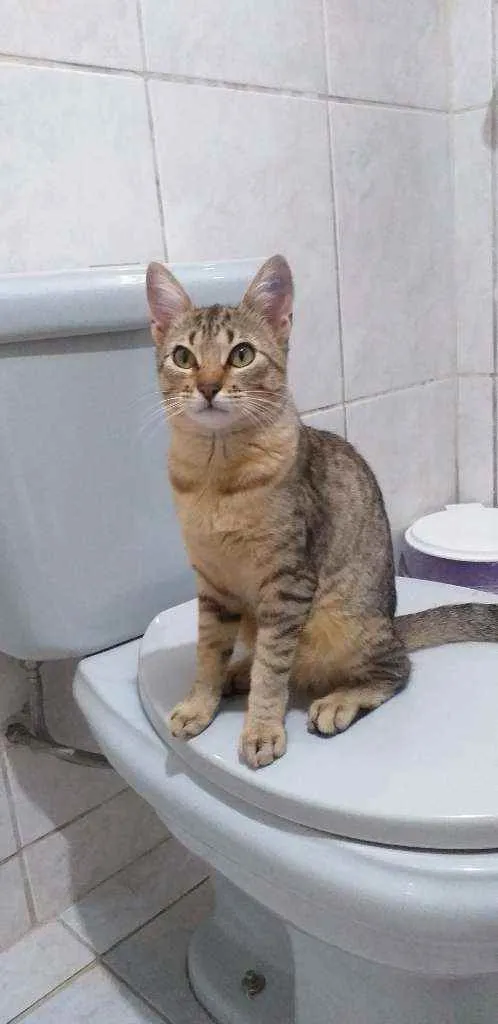 Gato raça Comum idade 7 a 11 meses nome Mel ou melzinha