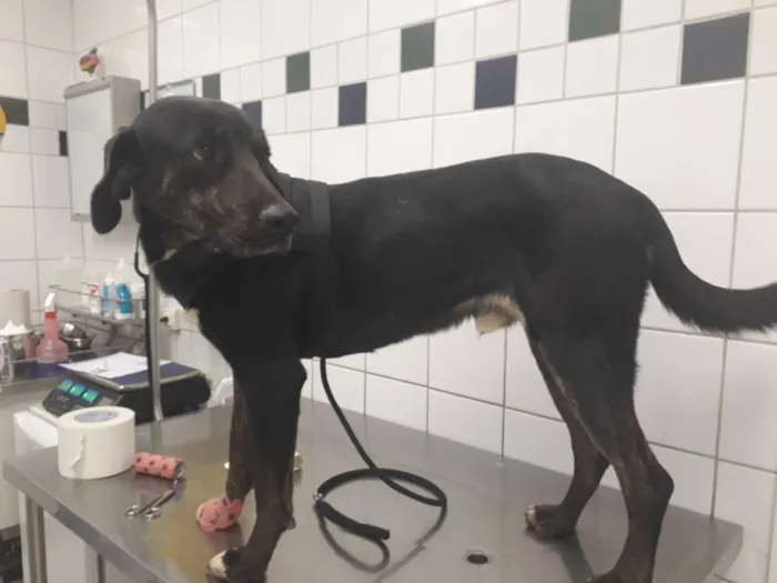 Cachorro raça SRD-ViraLata idade 1 ano nome Wagui