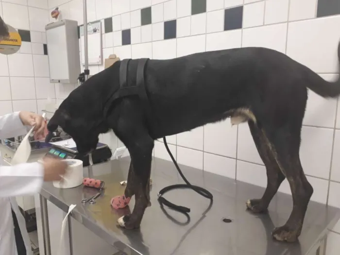 Cachorro raça SRD-ViraLata idade 1 ano nome Wagui