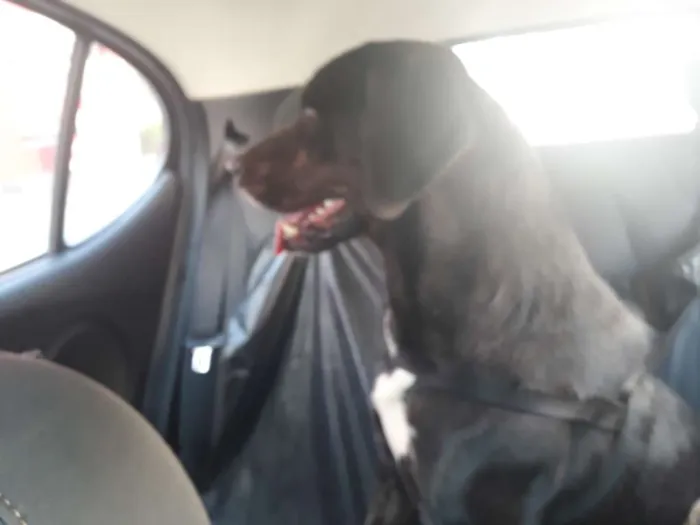 Cachorro raça SRD-ViraLata idade 1 ano nome Wagui