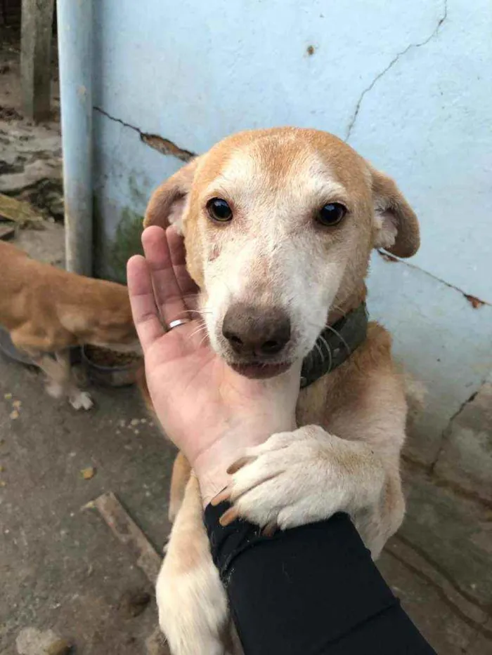 Cachorro ra a Viralata idade 6 ou mais anos nome Carmen