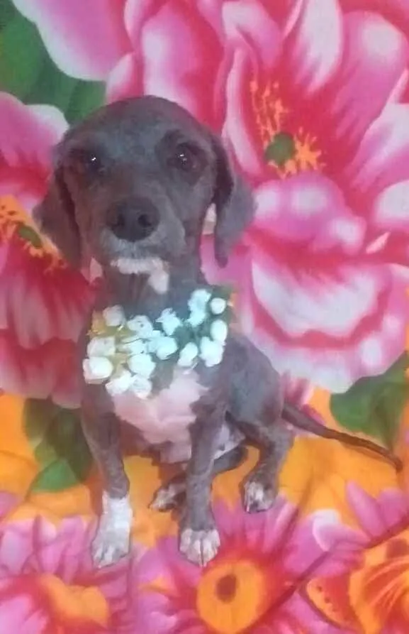 Cachorro ra a Mestiça Poodle  idade 1 ano nome Ana clara