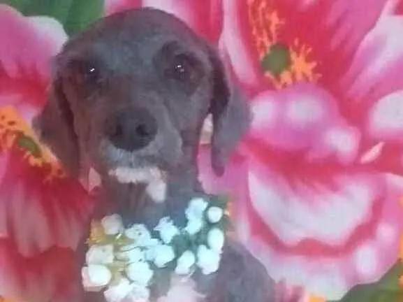 Cachorro ra a Mestiça Poodle  idade 1 ano nome Ana clara