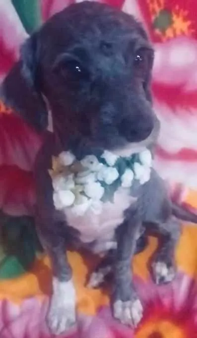 Cachorro ra a Mestiça Poodle  idade 1 ano nome Ana clara
