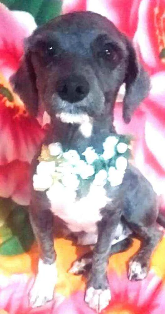 Cachorro ra a Mestiça Poodle  idade 1 ano nome Ana clara