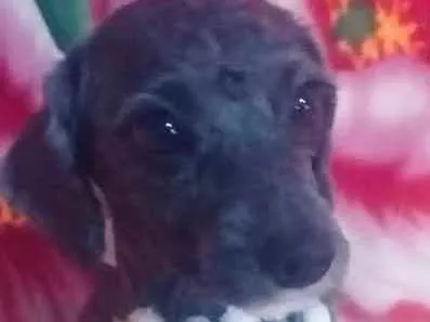 Cachorro ra a Mestiça Poodle  idade 1 ano nome Ana clara
