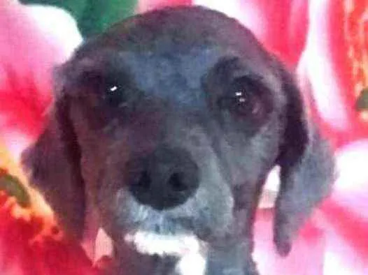 Cachorro ra a Mestiça Poodle  idade 1 ano nome Ana clara