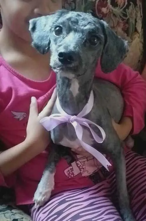Cachorro ra a Mestiça Poodle  idade 1 ano nome Ana clara