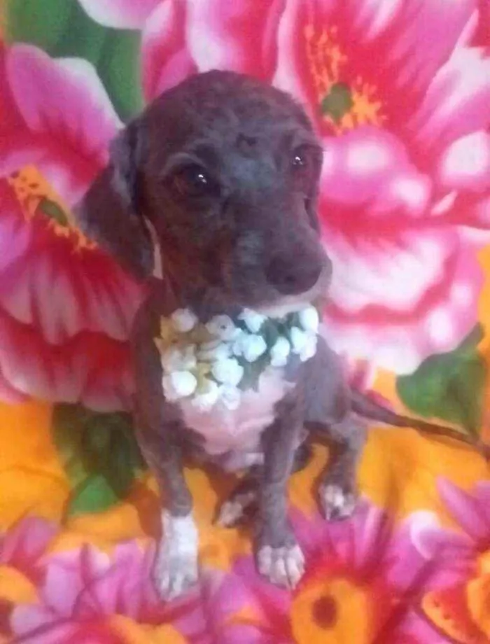 Cachorro ra a Mestiça Poodle  idade 1 ano nome Ana clara
