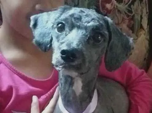 Cachorro ra a Mestiça Poodle  idade 1 ano nome Ana clara