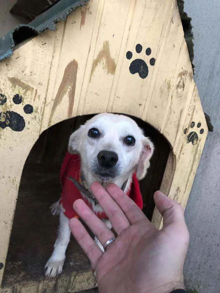 Cachorro ra a Viralata idade 6 ou mais anos nome Saiguita