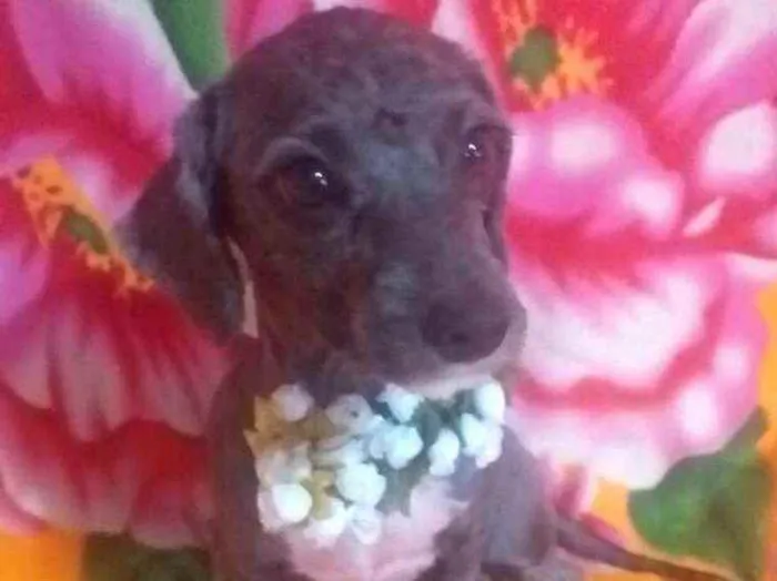 Cachorro ra a Mestiça Poodle  idade 1 ano nome Ana clara