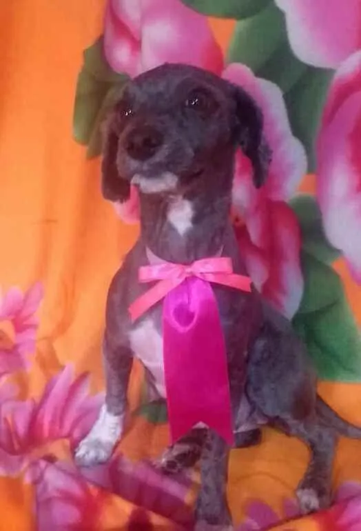 Cachorro ra a Mestiça Poodle  idade 1 ano nome Ana clara