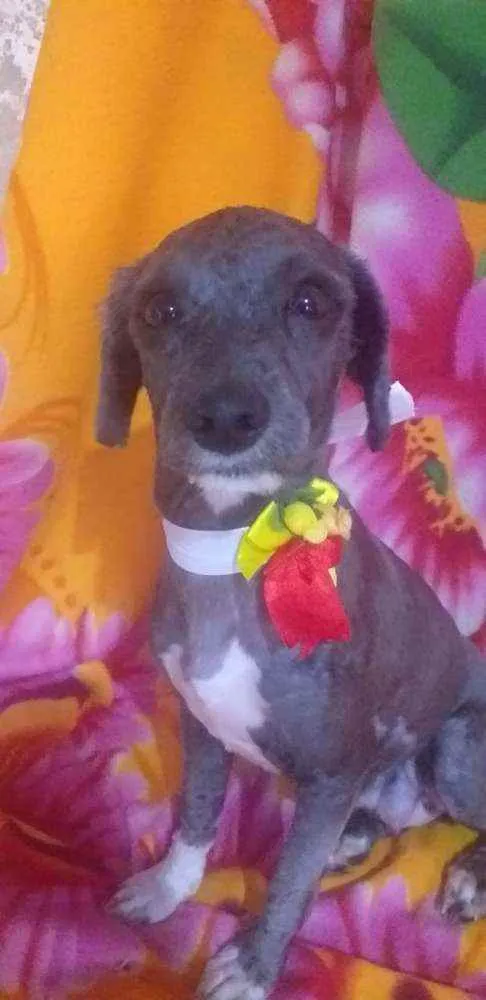 Cachorro ra a Mestiça Poodle  idade 1 ano nome Ana clara