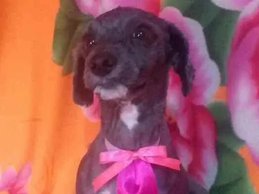 Cachorro ra a Mestiça Poodle  idade 1 ano nome Ana clara