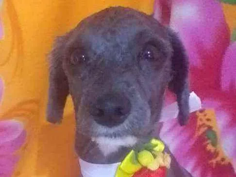 Cachorro ra a Mestiça Poodle  idade 1 ano nome Ana clara