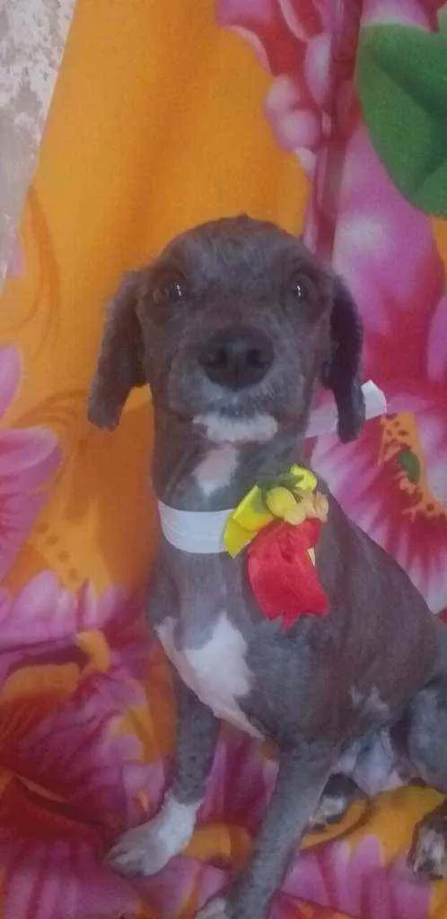 Cachorro ra a Mestiça Poodle  idade 1 ano nome Ana clara